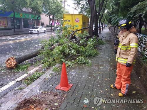  태풍 피해/가로수 쓰러지고 간판 흔들리고…대전·충남도 태풍 피해 잇따라