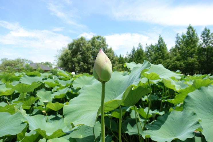  알레르기 비염, 일반 비염의 차이점 그리고 원인과 치료