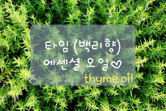  타임(백리향) 에센셜오일의 효능
