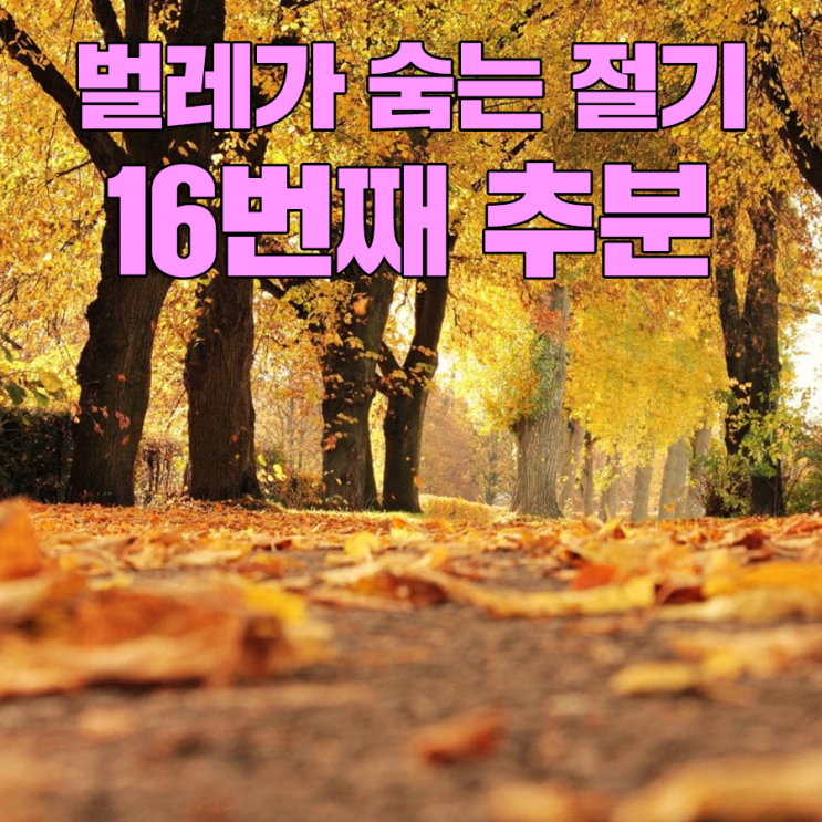  낮과 밤의 길이가 같아지는 가을, 추분!