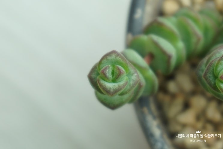  우리집 다육이 루페스트리스 키우기 그리고 물주기!