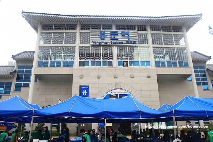 용문천년시장 경기공유마켓 용문산 천년은행나무가 등용문광장에도 있어요^^
