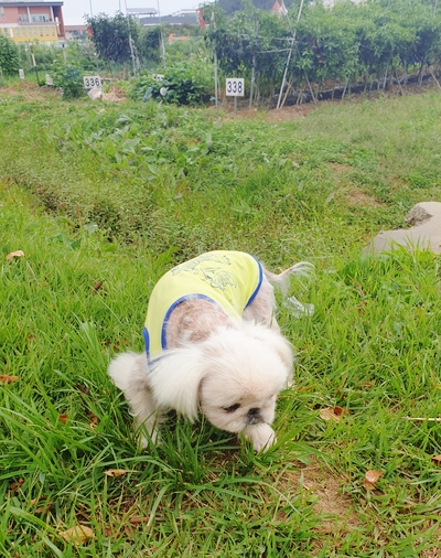  페키니즈 오공~~~ 12살 노견산책