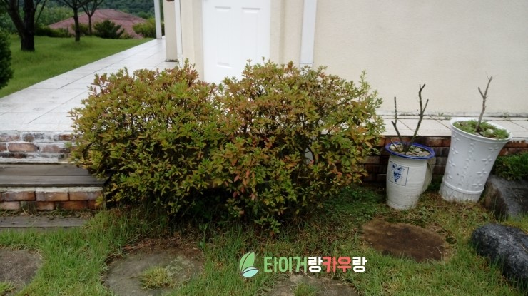  추분. 가을의 분기점. 철쭉의 변신. 단풍이 들기 시작합니다. 