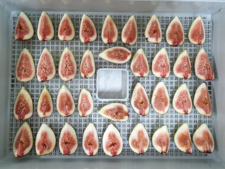 리큅 건조기에 무화과 건조하기