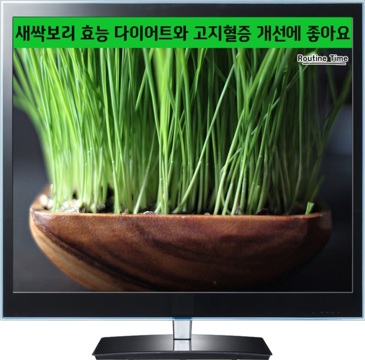  새싹보리 효능 다이어트와 고지혈증 개선에 좋아요
