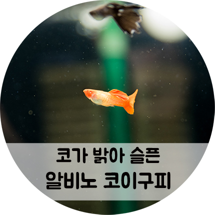 알비노 코이 구피 새빨간 코가 매력이에요