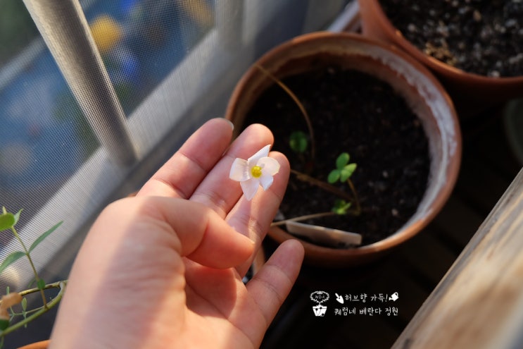  사랑초 키우기 드디어 첫꽃 & 잎 성장 소식~