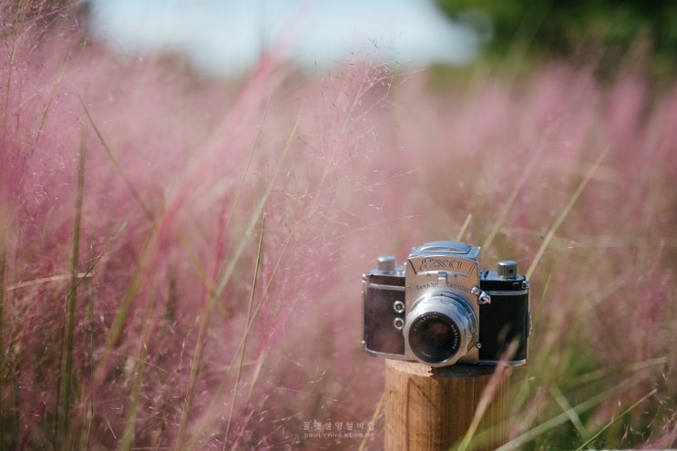  2019.09.14. 부산 을숙도 핑크뮬리. 부산 핑크뮬리.