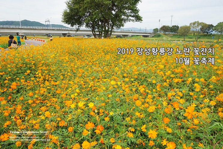 10월꽃축제 2019 장성 황룡강 노란꽃잔치 꽃축제