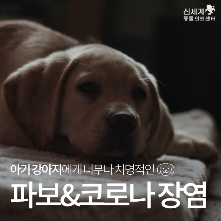  강아지 파보장염 증상, 코로나장염과 차이점은?