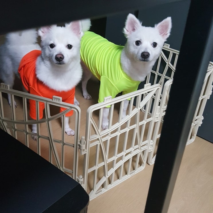  강아지옷 형광티셔츠 ㅋㅋㅋㅋ