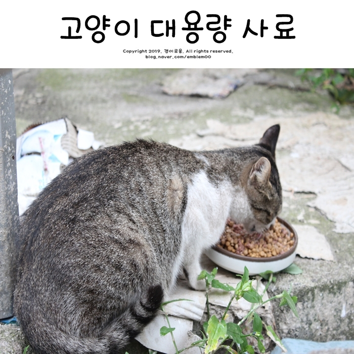 길고양이 사료 고양이 사료 대용량 캐츠비도 잘먹네!