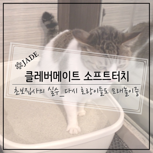  2019년 9월 초보집사의 실수_우리 호랑이들도 고양이였다.클래버메이트 소프트터치