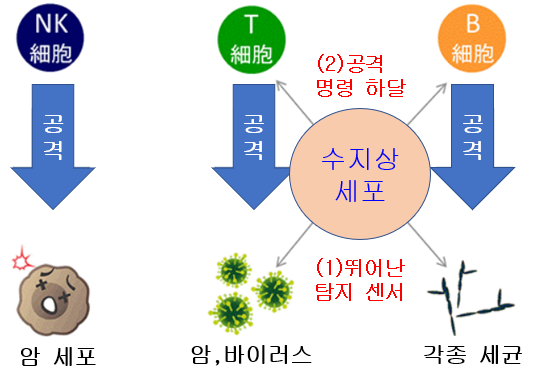 암치료의 첫 걸음!NK세포+수지상세포치료로 빠른 면역력 높이기