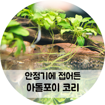 안정감을 찾은 코리도라스 수조 아돌포이 코리