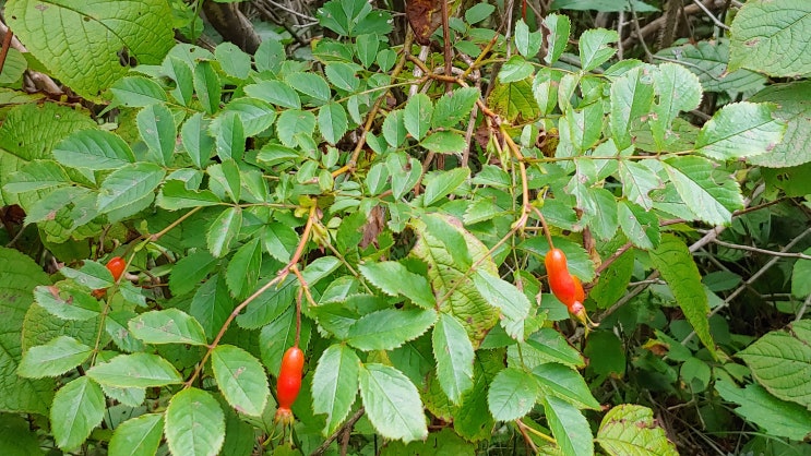 해당화 인가목 ( 산해당화 ) 생열귀나무 해당화 인가목 ( 산해당화 ) 생열귀나무