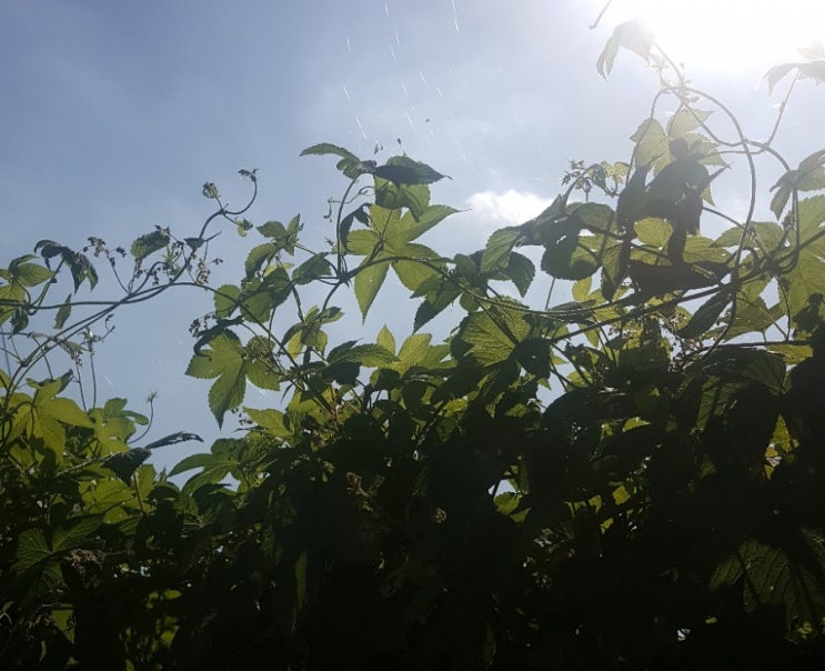  일상정리글 - 혼영 | 영화 우리집 | 먹고 걷고 보고