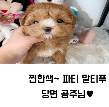 구리 강아지분양 파티 말티푸 당면 공주님