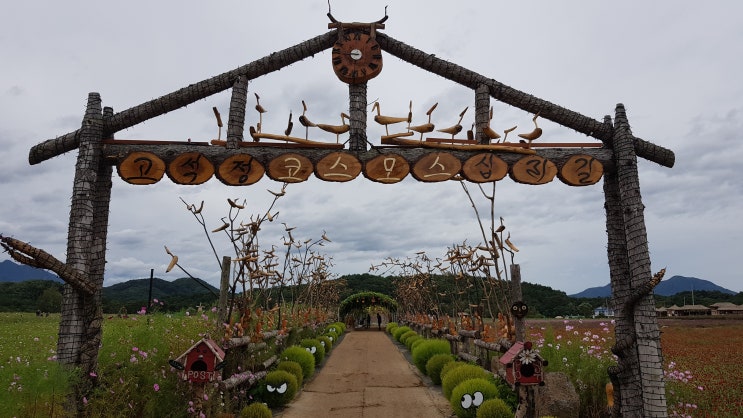  철원 DMZ 평화 꽃송이 축제