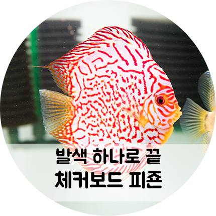 발색이 끝내주는 체커보드 피죤 디스커스