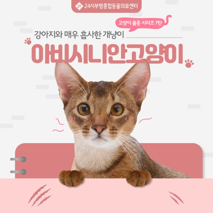  대표 개냥이 아비시니안 분양 원한다면?