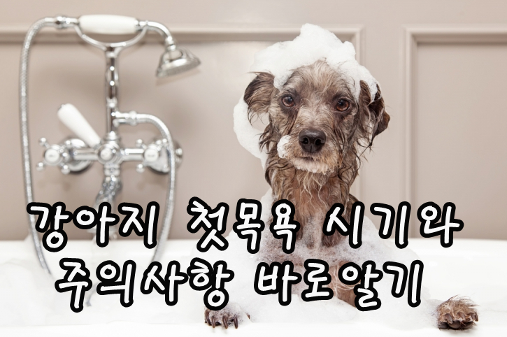 강아지 첫목욕 시기와 주의사항 바로알기