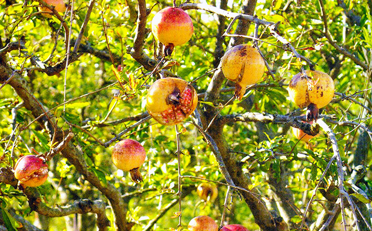 열대과일 석류 효능 및 먹는법