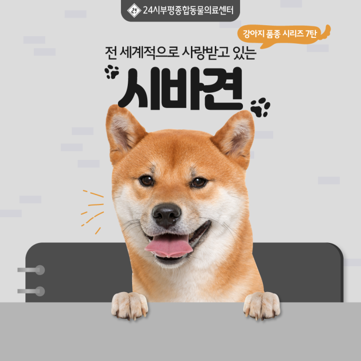  시바견분양 시 성격과 특징 파악해보자!