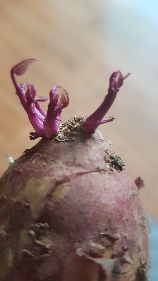 고구마 재배의 고구마순을 내기 위해 고구마를 심다. 8