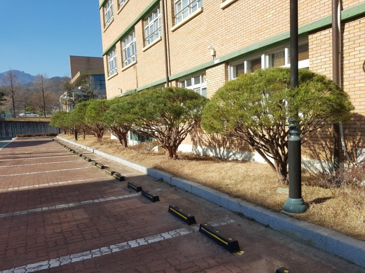  ｀개인주택, 회사, 학교 등 소나무 전지 및 전정작업 。보림조경