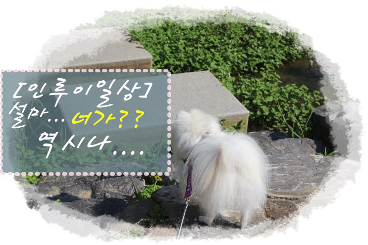  [인루이일상] 설마..너가?? 했지만 역시나..강해져라 루이야 