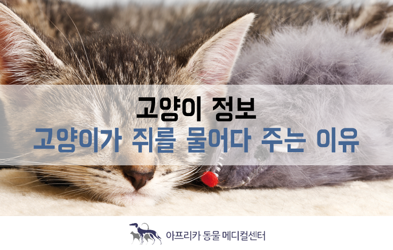 고양이 정보 : 고양이가 쥐를 물어오는 이유, 쥐 잡는 고양이 : 네이버 블로그