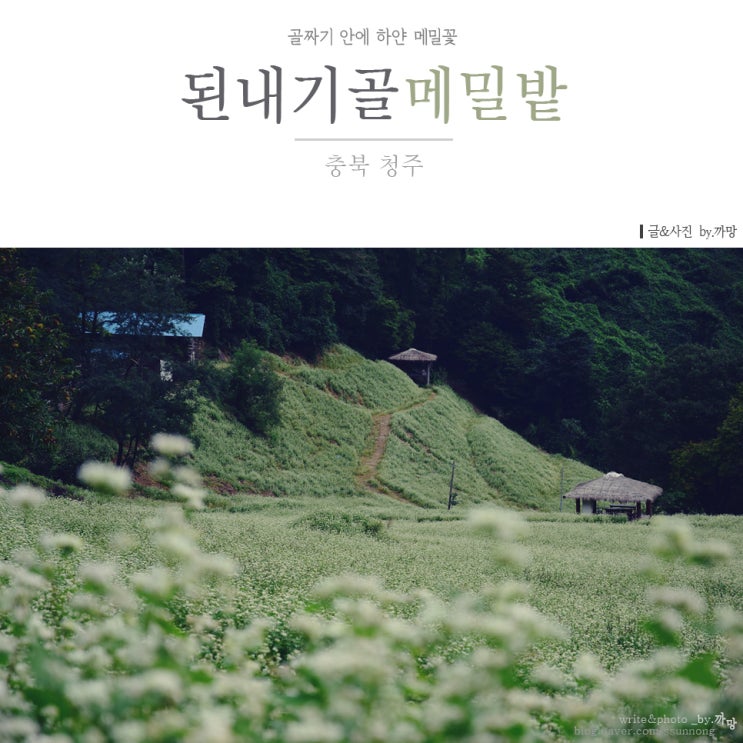  청주 낭성 추정리 하얀 메밀꽃을 만나다.