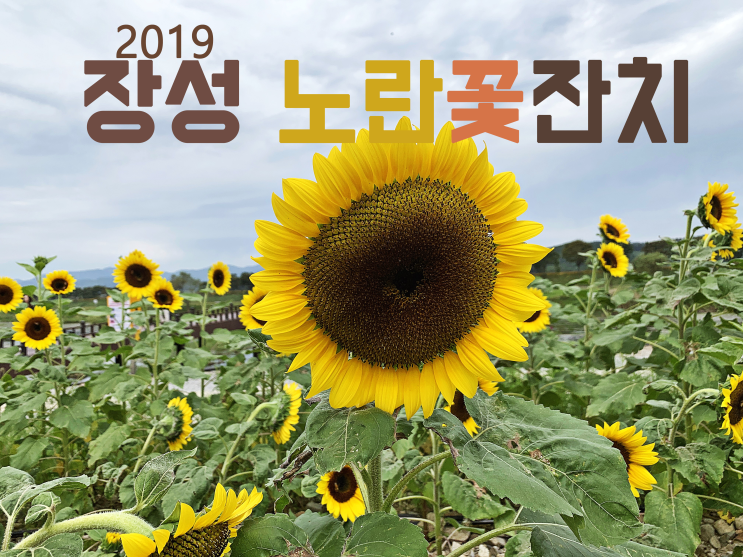 2019 장성노란꽃잔치 가을여행으로 장성여행 떠나요~
