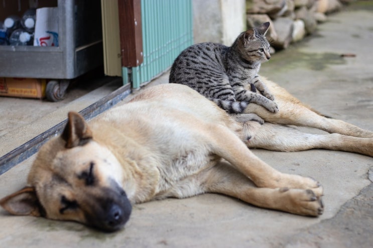  강아지 고양이 식도염 알아보기