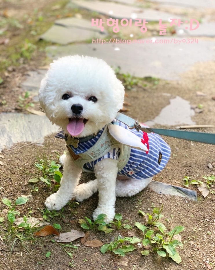  내사랑참깨 / 도그브릿지 강아지짖음훈련 / 강아지방문훈련 / 강아지 산책훈련 / 짖는강아지훈련 / 강아지행동교정