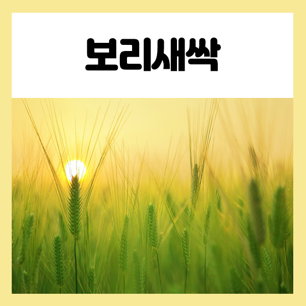  새싹보리 과연 변비에 좋은음식 일까 먹는법과 키우는법 고미네에서 알려드려요