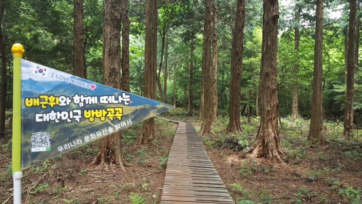 제주도에 남아있는 삼나무 숲 중, 가장 오래된 숲. 삼나무 전시림 -배근휘