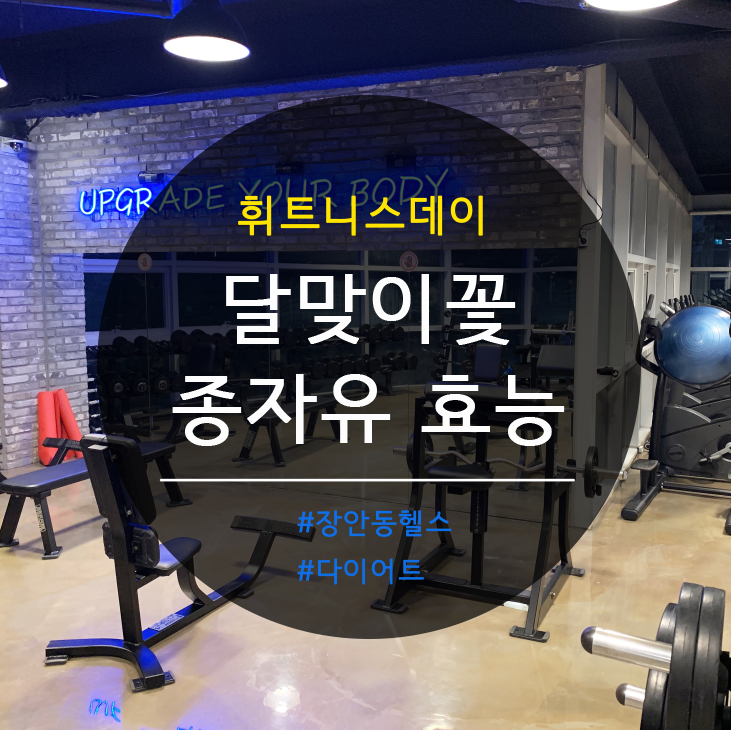 [장안동 헬스] 달맞이꽃 종자유 에 대해 알아보자 