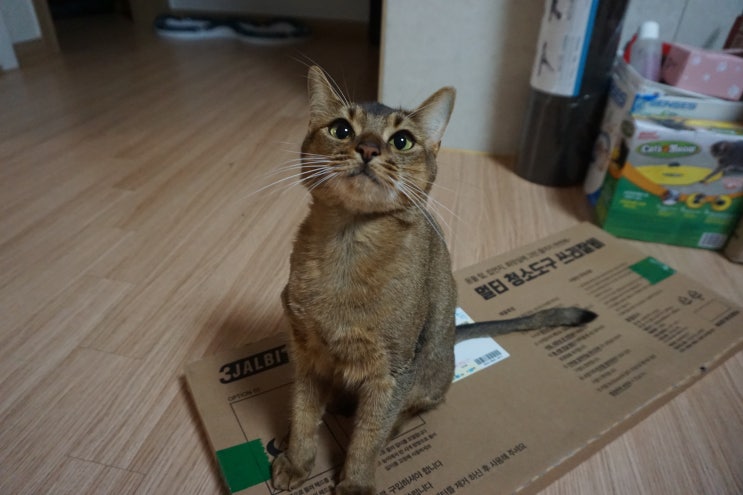  반려동물용품 * 고양이털제거에 탁월한 청소빗자루! 홈쇼핑 빗자루 쓰리잘비2 큐어라이프