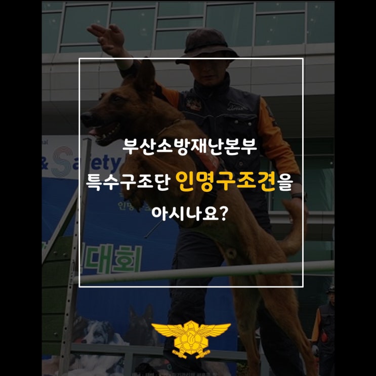 부산소방재난본부 특수구조단 인명<b>구조견</b>을 아시나요?