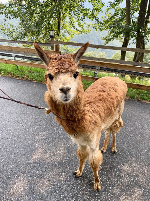  강원도 홍천 가볼만한곳 - 너무 귀여운 알파카월드(ALPACA WORLD)