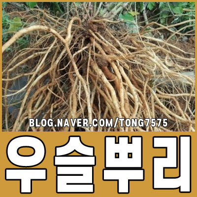  우슬뿌리 효능과 먹는 방법 알아보기