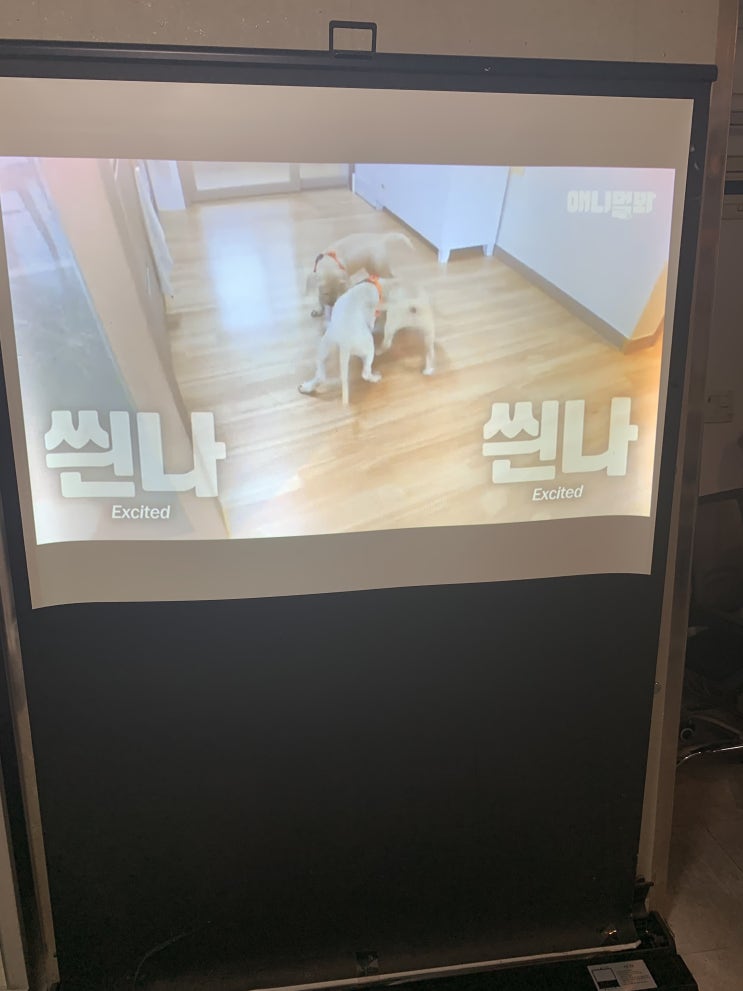  할로윈 행사용 빔프로젝터대여 렌탈 하는 방법 추천