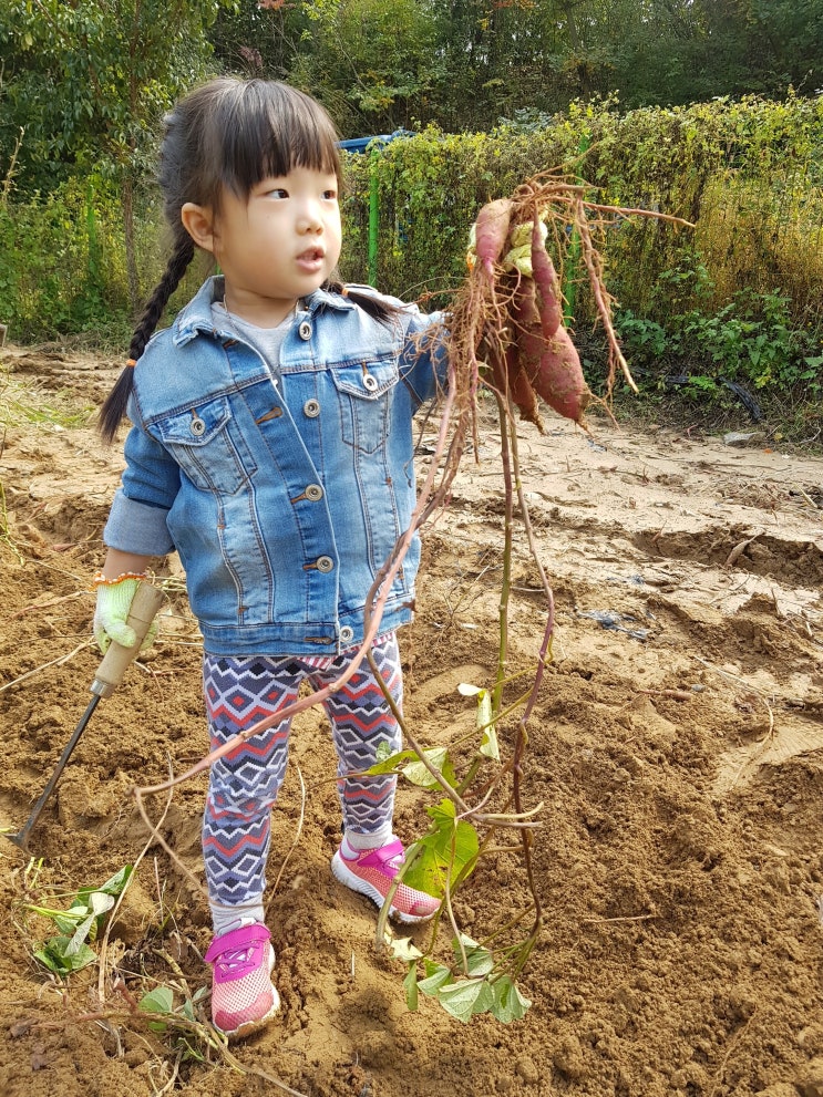  [고구마캐기체험] 남양주 마뜰농원&물의 정원&양수리 카페리노