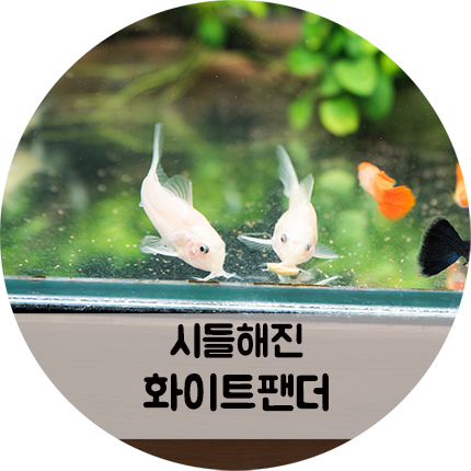 인기가 시들해진 화이트팬더 코리도라스