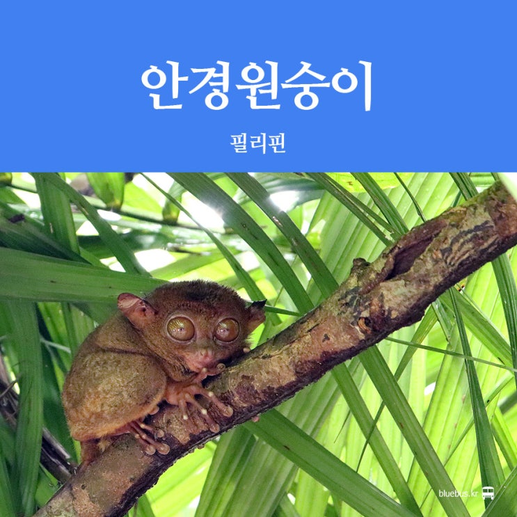  [보홀 여행] 타르시어 원숭이 & 나비 보호센터