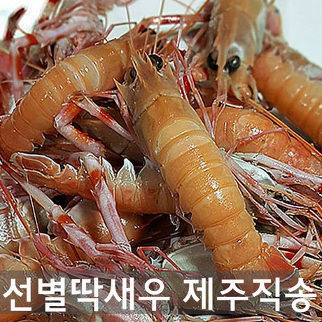  선별 딱새우 1kg 제주직송 가시발새우 쏙 순살새우 칵테일새우
