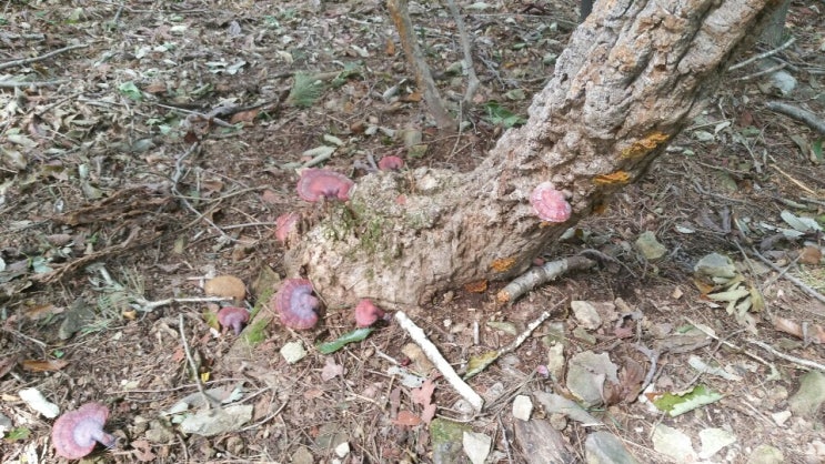  숲을 느끼다